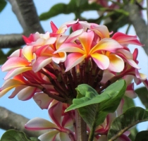 Japanese Realtors on Maui